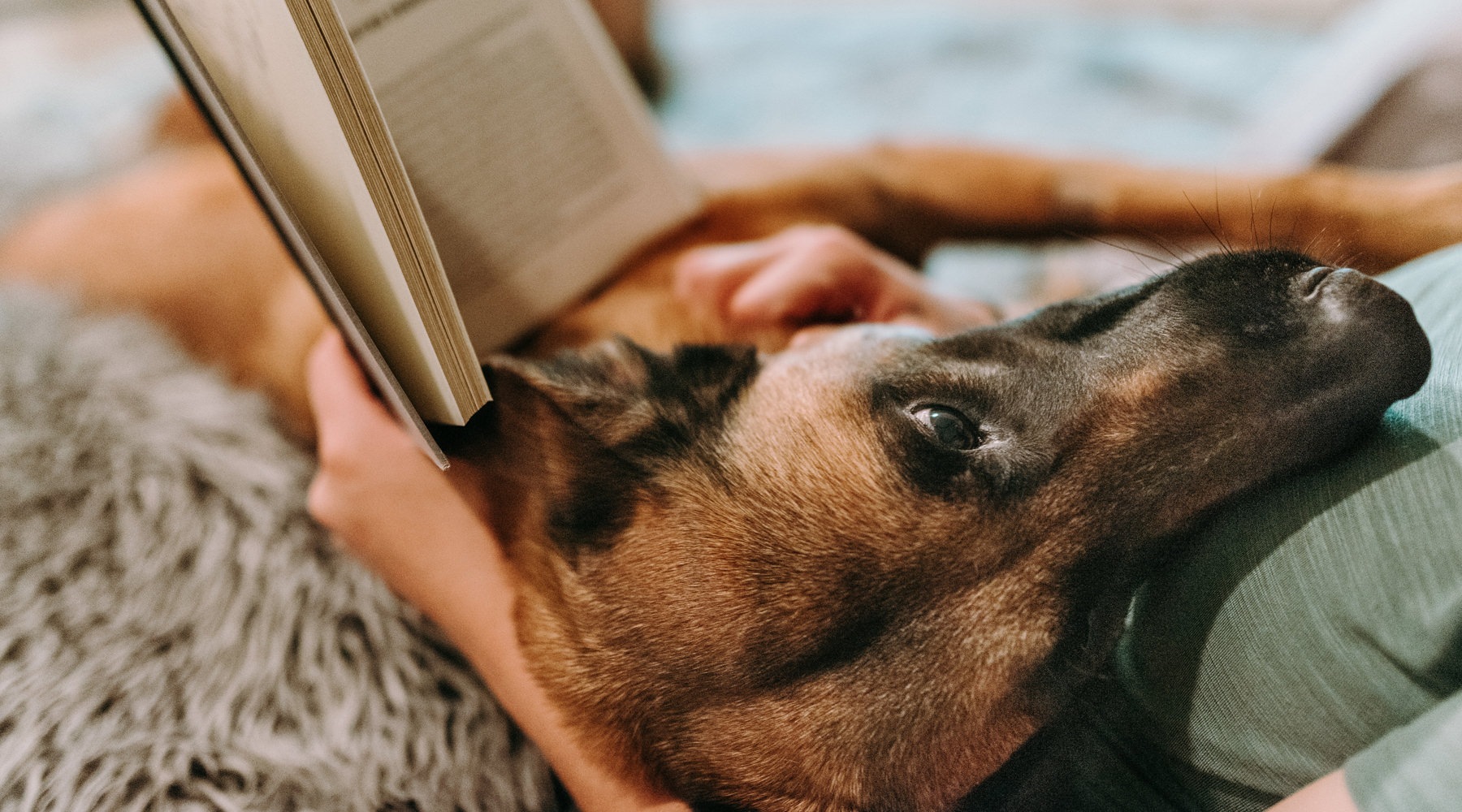 Pet-friendly living A dog in a persons lap